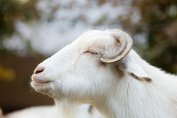 【動画】ヤギさん🐐、パルクール失敗…