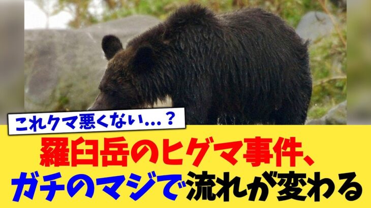 【衝撃】羅臼岳のヒグマ事件、ガチのマジで流れが変わる