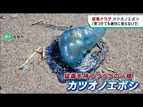 【衝撃】ウーマン村本大輔、救急車で運ばれた理由とは？カツオノエボシ騒動の真相