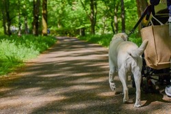 【動画】イッヌ🐶、暑すぎて散歩嫌いになってしまう…😞