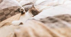 【助けて】布団にこの虫が大量に湧いた。駆除方法教えて