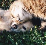 【動画】ワンちゃん、派手にやらかしてしまう