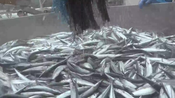 【朗報】今年のサンマ漁が大成功！予想以上の水揚げとは？