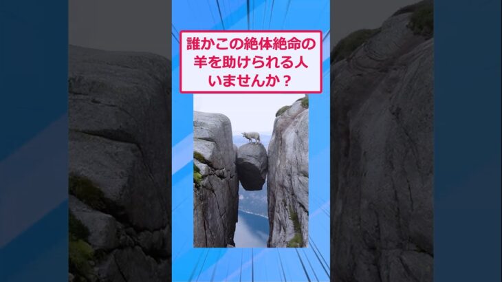 【マジかよ】崖にいる羊さんを誰か助けてくれませんか?→結果w