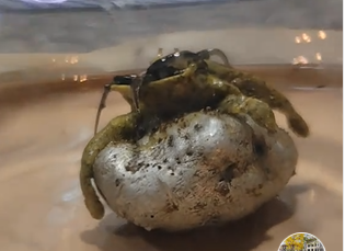 【動画】隕石の中からエイリアンが誕生？触手が蠢くような動画が公開され話題騒然