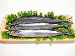 【画像】今年のサンマ、流石にデカすぎるw