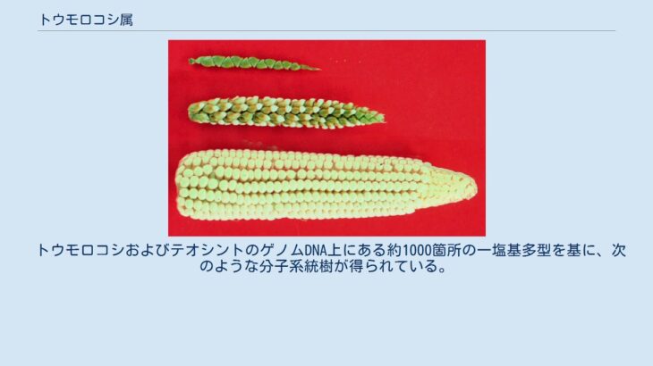 【国際】世界初、小麦とトウモロコシの雑種が誕生‼
