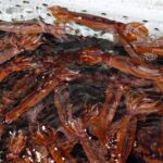 【悲報】水産庁がスルメイカ漁を禁じた理由とは？