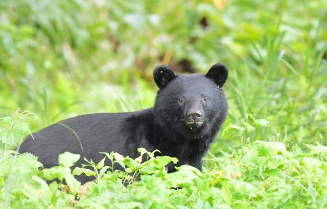 【朗報】クマ対策、フルフェイスのヘルメットが有効と判明