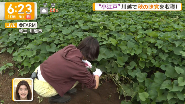 今井春花キャスター　しゃがんだお尻から黒い下着が見えてしまうハプニング！！【GIF動画あり】
