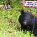 【悲報】秋田県、熊が増えすぎてポストアポカリプス状態に