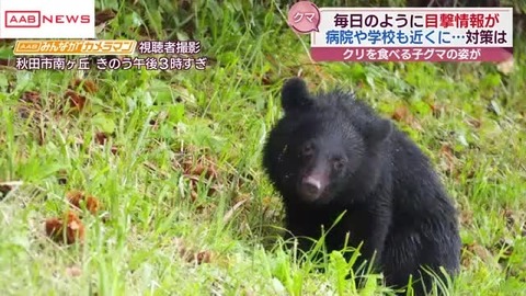 【悲報】秋田県、熊が増えすぎてポストアポカリプス状態に