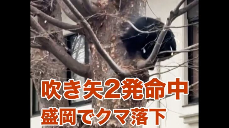 【注目】盛岡市、クマ対策で吹き矢捕獲を強化！その全貌とは？