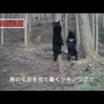 【画像】熊の毛皮を見て驚くツキノワグマ