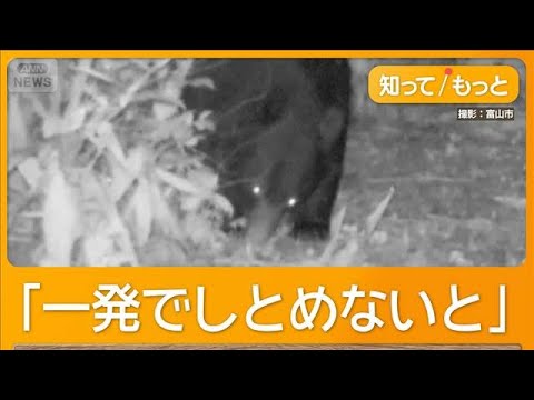 【朗報】クマ害対策、警察がライフルで駆除してくれるらしいよ！