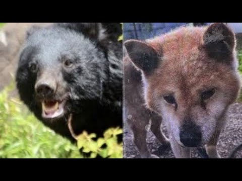 【社会】絶対に許せない‼ クマに襲われた愛犬ダイくんの物語と飼い主の叫び
