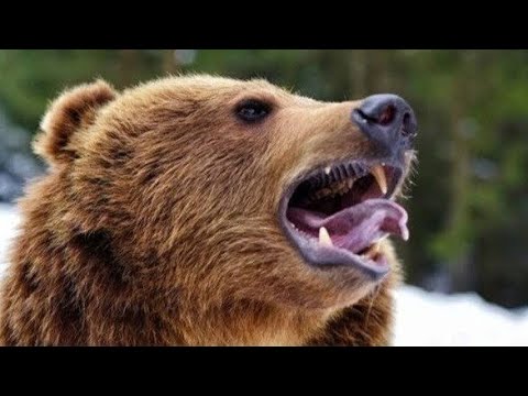 【必見】青森でのハプニング！はぐれ子グマがラーメン店を襲撃した驚愕の瞬間