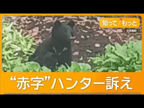 【衝撃】ヒグマ駆除の現実、日当9000円なのにまさかの赤字・・・