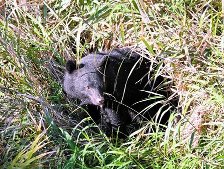 【朗報】クマ対策のためアラミド繊維の防刃服が売れているらしい