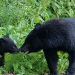 【熊報】NPO「クマを殺すのは止めて！！廃棄する農作物を供給するなど共存の道を！」
