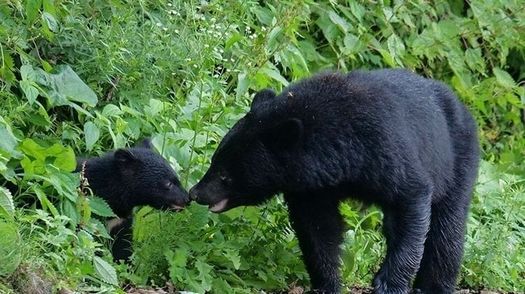 【熊報】NPO「クマを殺すのは止めて！！廃棄する農作物を供給するなど共存の道を！」