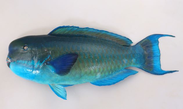 【悲報】「沖縄料理はマズい」とかいう根拠のない誹謗中傷wwwwww