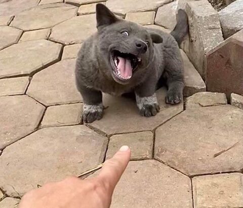 【画像】イッヌさん、ふるさと納税に大興奮してしまう・・・