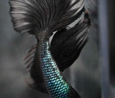 メラニズムの美しい生き物で打線組んだ