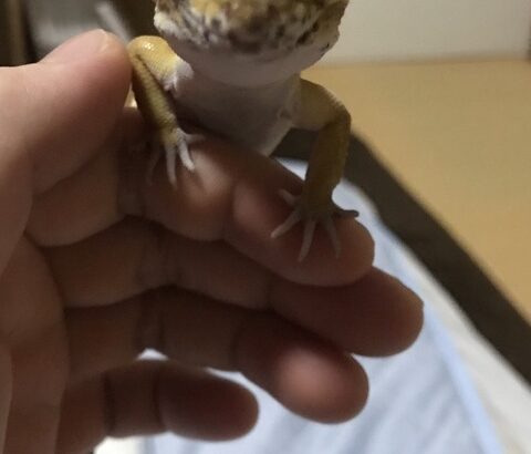 ワイの飼っているトカゲ、可愛い www