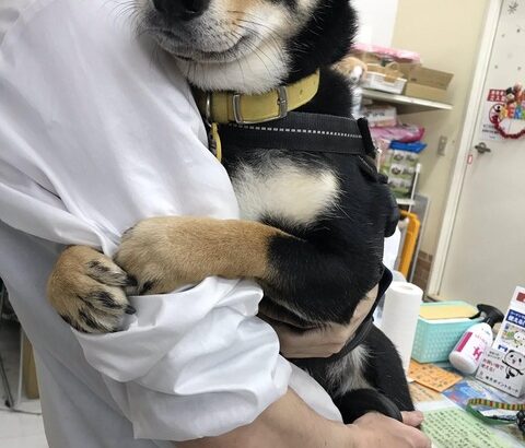 イッヌ「嫌ぁ、許して、(病院)イキたくない、ううぅ・・・もういやぁ・・・」