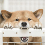 【悲報】イッヌ、人カスをガブリ