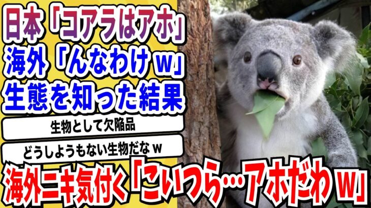 【仰天】コアラの生態を知ってしまった海外ニキの反応がヤバすぎるwwwww