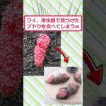 【マジかよ】ワイ、用水路で見つけたブドウを食べてしまうww