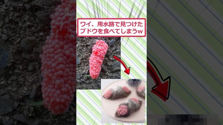 【マジかよ】ワイ、用水路で見つけたブドウを食べてしまうww