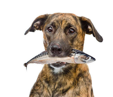 【画像】イッヌ「魚が死にそうや、せや！水かけたろ！」