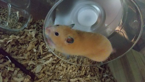 ワイのハムスターかわいすぎる