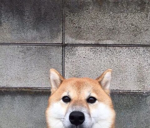 くだらない画像クレメンス