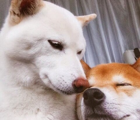 何でも画像貼ってけ