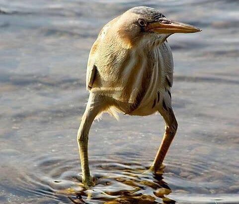 【UMA】キョロちゃん実在してた(画像有り)