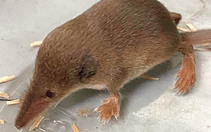 トガリネズミとか言う世界最小クラスの哺乳類