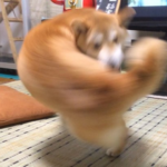 とんでもなイーヌ、また発見される…