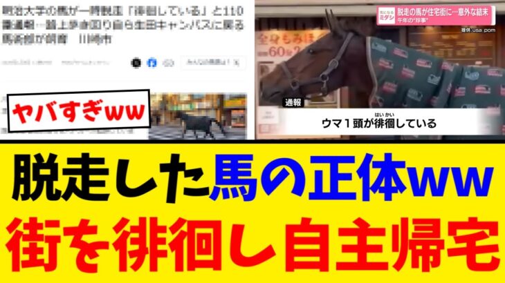 【マジかよ】ウマ、脱走したあと自ら〇〇に帰宅するwww