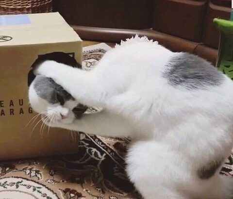 【猫画像】冷静に考えたらこの画像ヤバない？