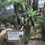 ダサい名前の植物で打線組んだｗｗｗｗｗｗ