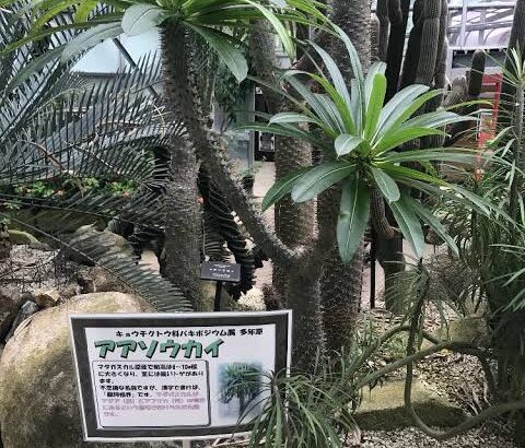 ダサい名前の植物で打線組んだｗｗｗｗｗｗ