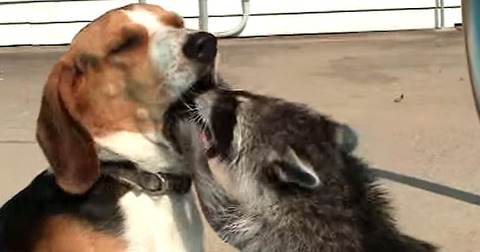 【朗報】イッヌ、アヒルと仲良しになる