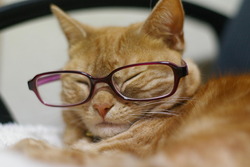 【朗報】「ネコの腎臓病新薬」、早ければ年内にも実用化へwwww