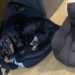 ワイのリュックの上でねてる飼い犬が可愛すぎるから…