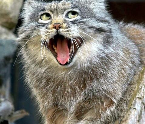 【動画・画像】ネッコ、驚く