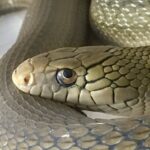 ヘビ「おっ! ライフル銃やん、食ったろ!」